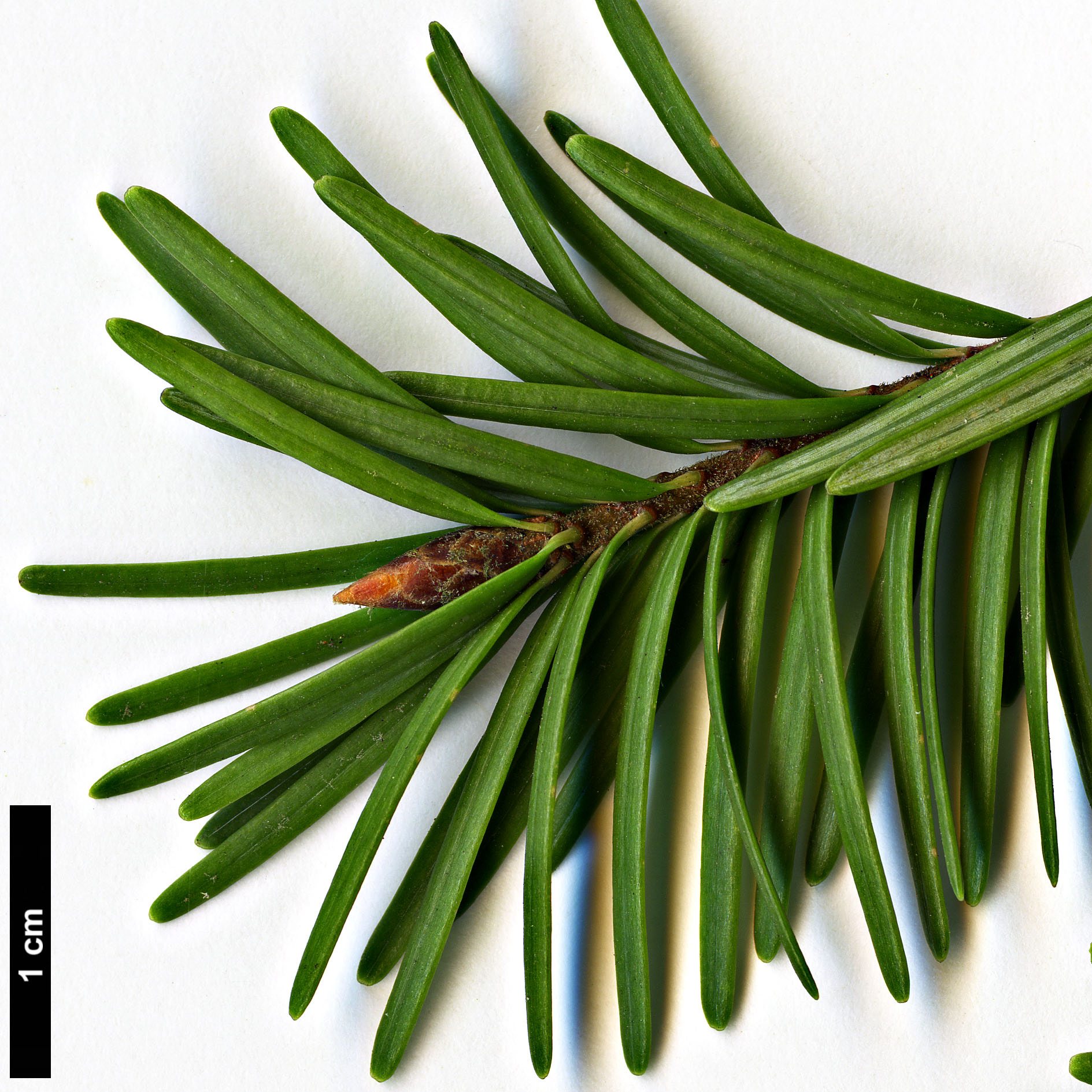 High resolution image: Family: Pinaceae - Genus: Pseudotsuga - Taxon: menziesii - SpeciesSub: var. glauca